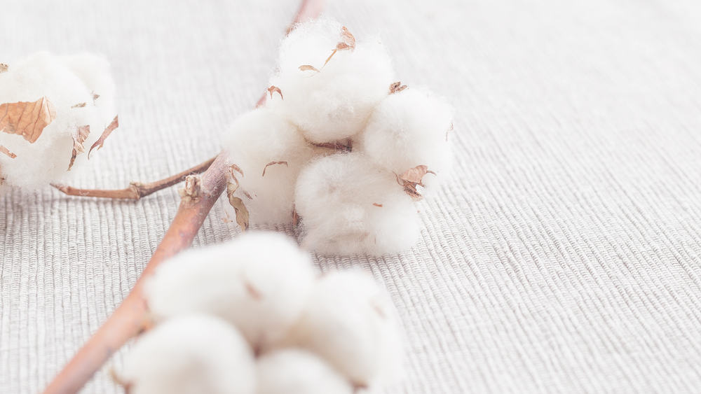 This is a close look at clusters of fresh Organic Cotton.