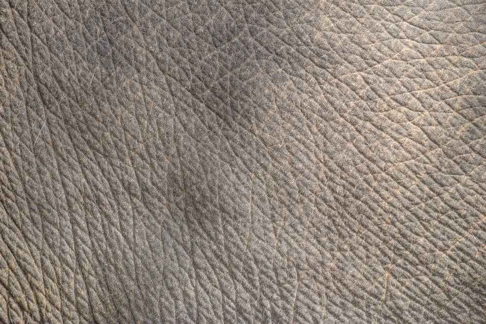 This is a close look at the textured Elephant Leather.