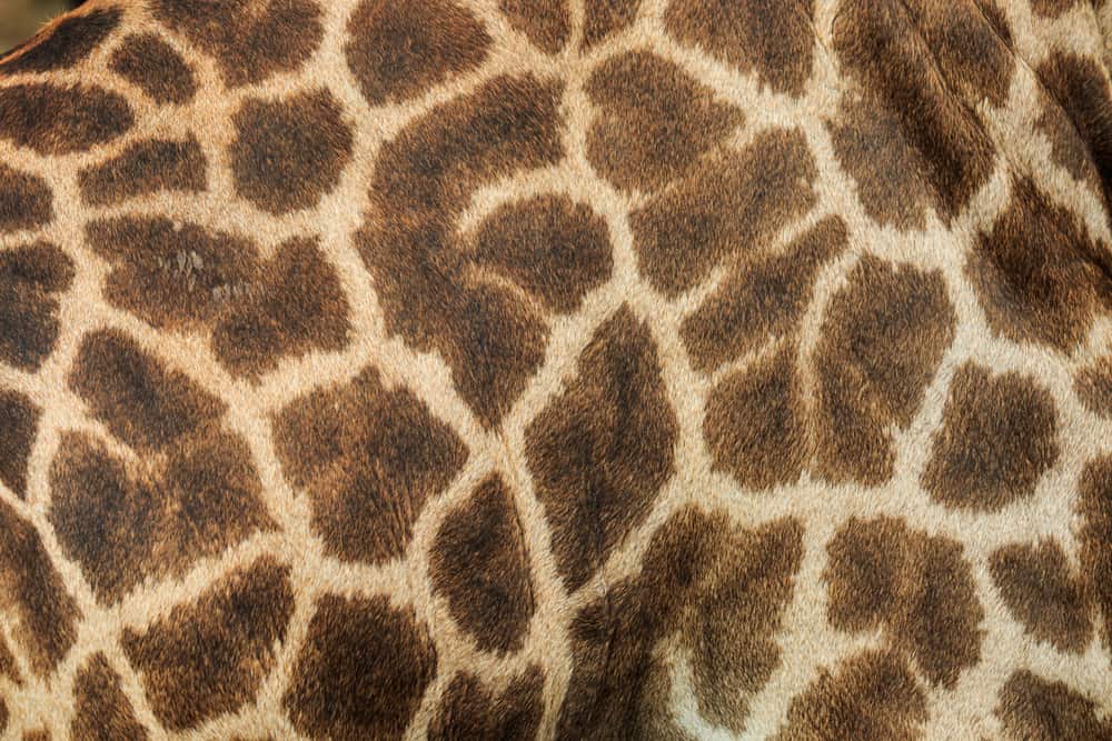 This is a close look at a patterned Giraffe Leather.