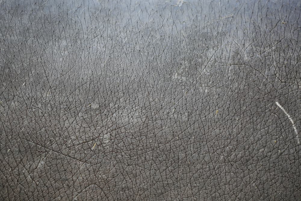 This is a close look at a gray patterned Hippopotamus Leather.
