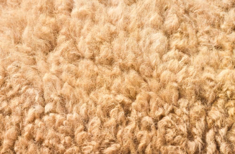 This is a close look at a genuine Camel Hair Wool.
