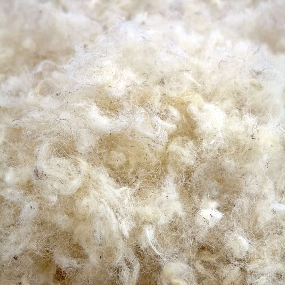 This is a close look at a bunch of beige Raw Wool.