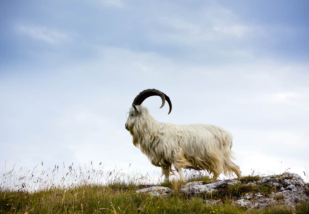 A white furry cashmere goat on a hilltop.