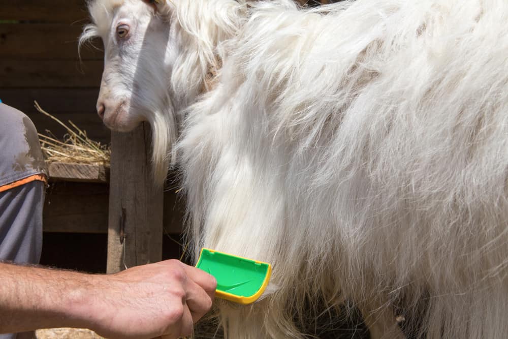 A cashmere goat being brushed for cashemere threads.