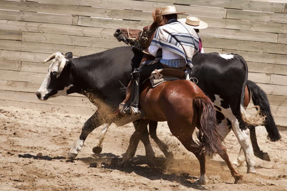 Chilean horsemen competing in a rodeo.