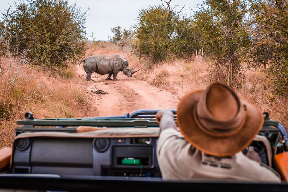 A man wearing a dark hat watching a rhino.