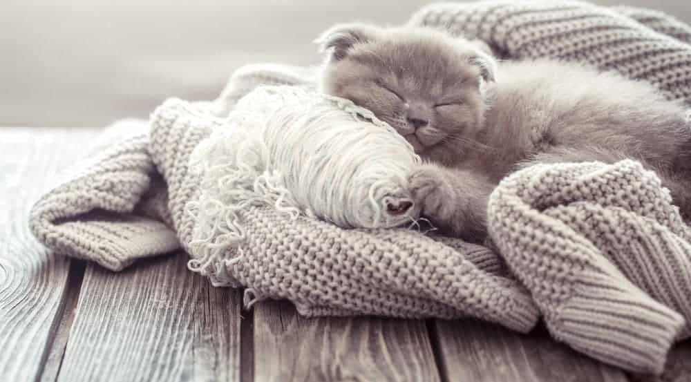 Fluffy kitten sleeping on a knitted sweater over wood plank table.