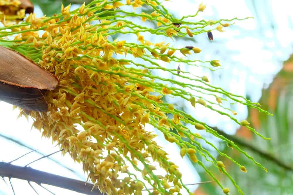 A close look at carnauba wax yellow palm flowers.