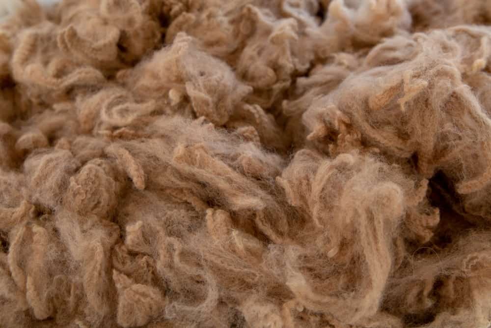 A close look at clumps of alpaca wool.