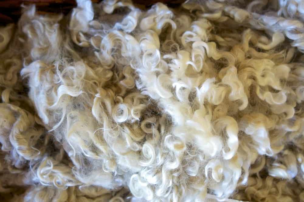 A close look at clumps of mohair.