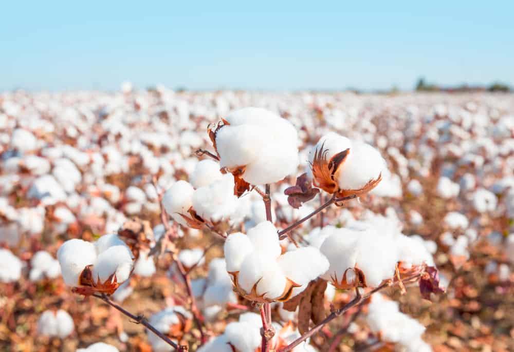 This is a close look at a large cotton field ready for harvest.