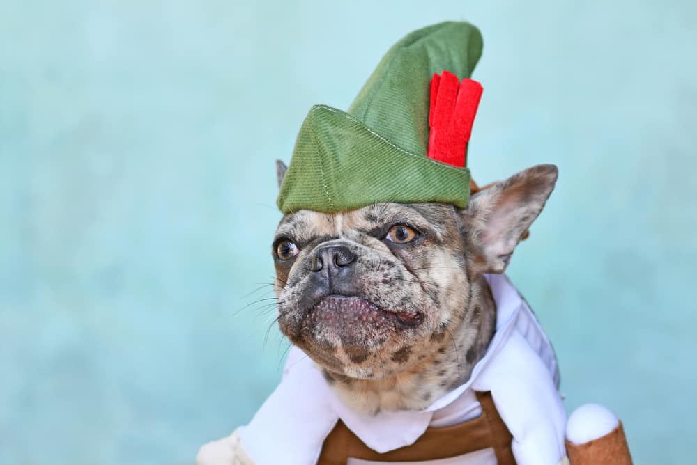 This is a close look at a French bulldog wearing an Oktoberfest costume topped with a Tyrolean hat.
